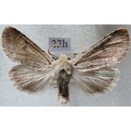 Agrochola laevis (Hübner, 1803) Czech22h